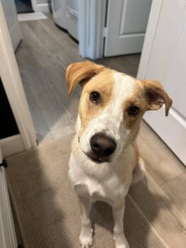 Goofy aka Skipper -  Australian Cattle Dog Blue Heeler and Labrador Retriever Dog for Adoption in San Diego, California - Goofy Aka Skipper | PetCurious