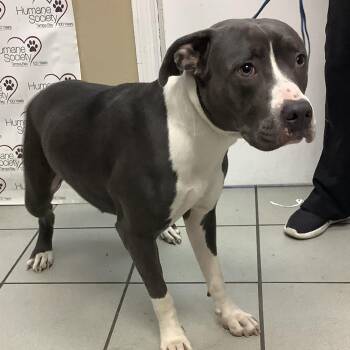 Terrier Dogs Available for Adoption in Tampa, Florida - Savannah | PetCurious