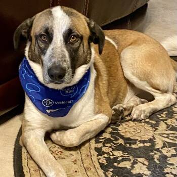 Barnaby Jones -  Great Pyrenees and Belgian Shepherd Malinois Dog for Adoption in Magnolia, Texas - Barnaby Jones | PetCurious