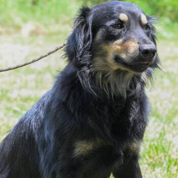 Sammy -  Australian Shepherd and German Shepherd Dog Dog for Adoption in Okolona, Mississippi - Sammy | PetCurious