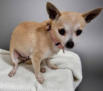 Chihuahua Dogs Available for Adoption - Cliona-Little 6lb Chi! | PetCurious