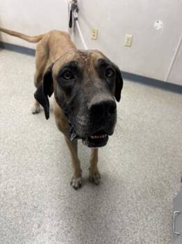 BROWNIE -  Great Dane and Mixed Breed Dog for Adoption in Visalia, California - BROWNIE | PetCurious