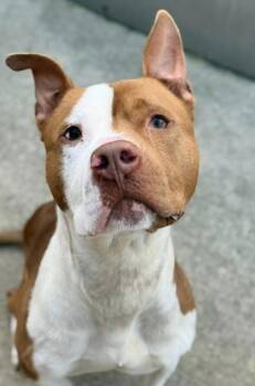 Pit Bull Terrier Dogs Available for Adoption in Chicago, Illinois - Knoxville | PetCurious