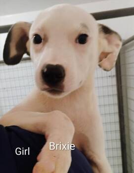 Brixie -  Labrador Retriever and Collie Dog for Adoption in Thompson Falls, Montana - Brixie | PetCurious