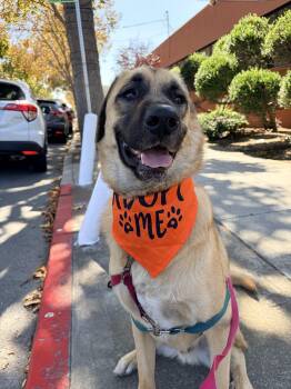 Piccolo -  Anatolian Shepherd Dog for Adoption in Lafayette, California - Piccolo | PetCurious