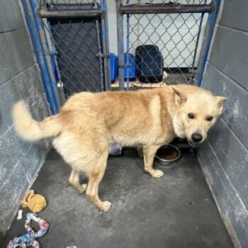 Damon -  White German Shepherd Dog for Adoption in Franklin, North Carolina - Damon | PetCurious