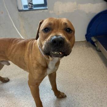 James -  Mixed Breed Dog for Adoption in New York, New York - James | PetCurious