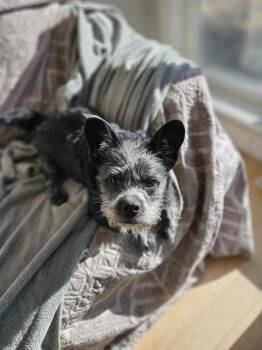Scottish Terrier and French Bulldog Dogs Available for Adoption - Toto | PetCurious