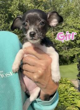Dottie Duke and Daisy. -  Chihuahua and Toy Fox Terrier Dog for Adoption in Armada, Michigan - Dottie Duke And Daisy. | PetCurious
