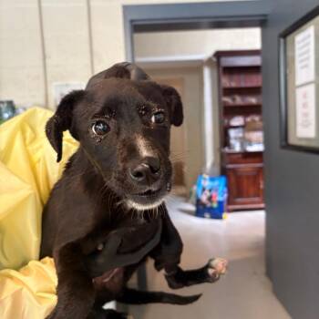 Elsa -  Mixed Breed Dog for Adoption in Huntington, West Virginia - Elsa | PetCurious