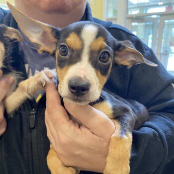 Bliss -  Terrier and Mixed Breed Dog for Adoption in Lynchburg, Virginia - Bliss | PetCurious