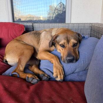 Pit Bull Terrier and American Staffordshire Terrier Dogs Available for Adoption - Lily | PetCurious