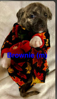 Rescue American Staffordshire Terrier Dogs for Adoption in San Diego, California - Sundae's Sprinkles- Brownie | PetCurious
