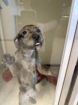 Australian Shepherd and Mixed Breed Dogs Available for Adoption - Rapunzel | PetCurious