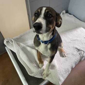 German Shorthaired Pointer and German Shepherd Dog Dogs Available for Adoption in Kyle, Texas - BAILEY | PetCurious