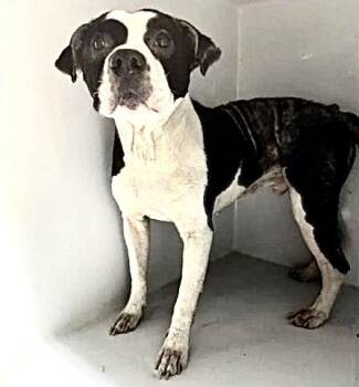 A658680 -  Pit Bull Terrier Dog for Adoption in Houston, Texas - A658680 | PetCurious