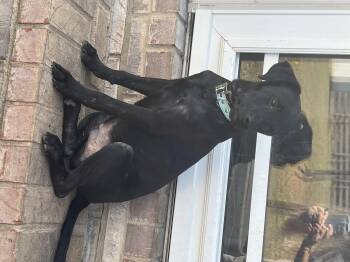 Rescue American Staffordshire Terrier and Black Labrador Retriever Dogs for Adoption in Mt. Juliet, Tennessee - Denali (Dresden #9) | PetCurious