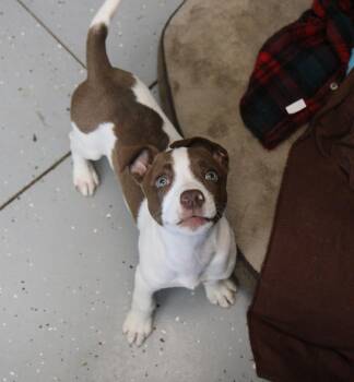 Jack Russell Terrier and Mixed Breed Dogs Available for Adoption in Plain City, Ohio - McDonald | PetCurious