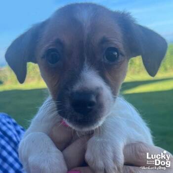 Mila -  Terrier Dog for Adoption in Washington, District Of Columbia - Mila | PetCurious