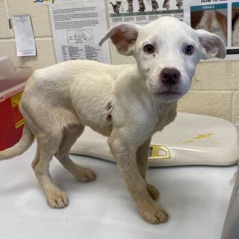 Mixed Breed Dogs Available for Adoption in Memphis, Tennessee - Butterscotch | PetCurious