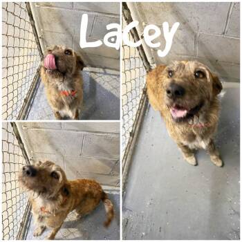 Lacey -  Plott Hound Dog for Adoption in Saint James, Missouri - Lacey | PetCurious