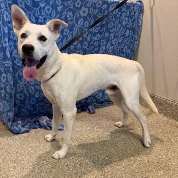 IVHS-Stray-143267 -  Husky and Shepherd Dog for Adoption in San Gabriel, California - IVHS-Stray-143267 | PetCurious