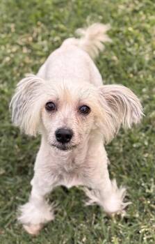Rescue Chinese Crested Dog Dogs for Adoption in Houston, Texas - Benny | PetCurious