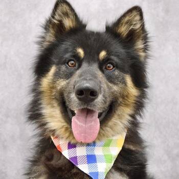 Cubby - ECAS -  German Shepherd Dog and Husky Dog for Adoption in Pleasanton, California - Cubby - ECAS | PetCurious