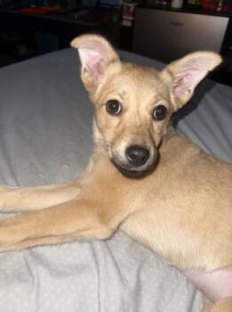 PEGGY -  Shepherd Dog for Adoption in Broomfield, Colorado - PEGGY | PetCurious