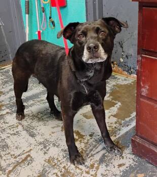 Retriever Dogs Available for Adoption in New Lexington, Ohio - Judy #69 | PetCurious