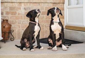 Maple T Pittie -  Pit Bull Terrier and Boxer Dog for Adoption in Midway, Utah - Maple T Pittie | PetCurious