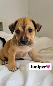 Juniper -  Mixed Breed Dog for Adoption in Jacksonville, Florida - Juniper | PetCurious
