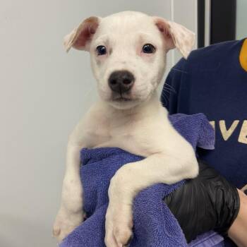 Terrier and Mixed Breed Dogs Available for Adoption in Abilene, Texas - Eep | PetCurious