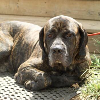 Chief -  Cane Corso and Mastiff Dog for Adoption in Columbia, South Carolina - Chief | PetCurious