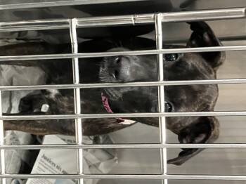 Binx -  Mixed Breed Dog for Adoption in Parma, Ohio - Binx | PetCurious