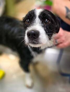 Terrier Dogs Available for Adoption in Sterling Heights, Michigan - Pumpernickel | PetCurious