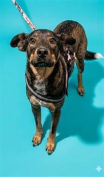 WAVERLY -  Mixed Breed Dog for Adoption in Jacksonville, Florida - WAVERLY | PetCurious