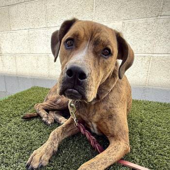 Sydney (Frida) -  Pit Bull Terrier Dog for Adoption in Los Angeles, California - Sydney (Frida) | PetCurious