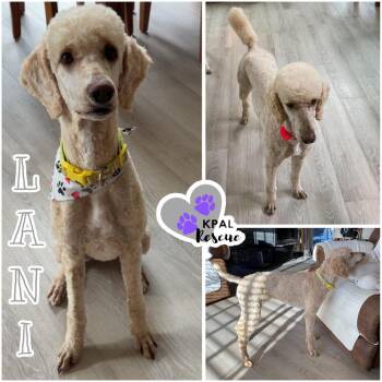 Lani -  Standard Poodle Dog for Adoption in Kenai, Alaska - Lani | PetCurious