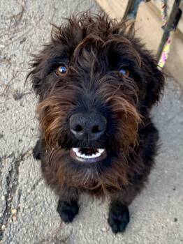 Labradoodle Dogs Available for Adoption - Beauty  | PetCurious