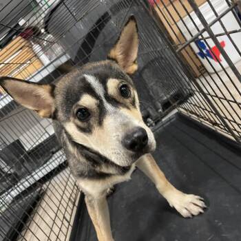 Big Brain -  Shepherd and Husky Dog for Adoption in Edinburg, Texas - Big Brain | PetCurious