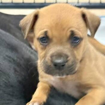 Mixed Breed Dogs Available for Adoption in Williston, Florida - Amore | PetCurious