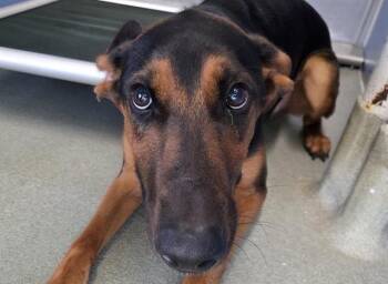 COLBY -  Doberman Pinscher and German Shepherd Dog Dog for Adoption in San Clemente, California - COLBY | PetCurious