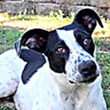 Mirabel - URGENT -  Cattle Dog Dog for Adoption in Thousand Oaks, California - Mirabel - URGENT | PetCurious