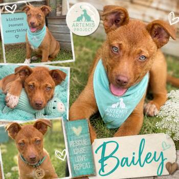 Bailey -  Shepherd Dog for Adoption in Zimmerman, Minnesota - Bailey | PetCurious