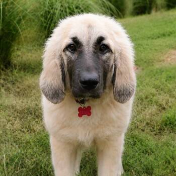 Tarot -  Great Pyrenees and Labrador Retriever Dog for Adoption - Tarot | PetCurious