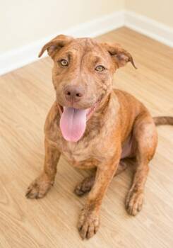 Pumbaa -  Pit Bull Terrier and Labrador Retriever Dog for Adoption in Gulfport, Mississippi - Pumbaa | PetCurious