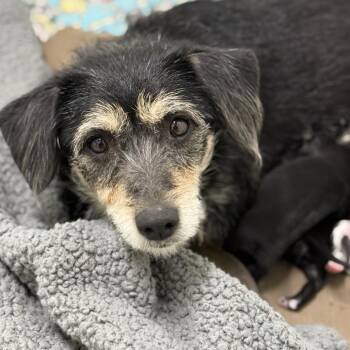 Wirehaired Terrier and Mixed Breed Dogs Available for Adoption in Fresno, California - Glizzy | PetCurious