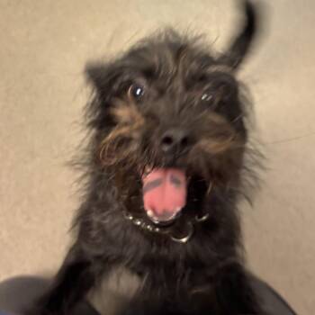 Terrier Dogs Available for Adoption in Baltimore, Maryland - Chicken Parm | PetCurious