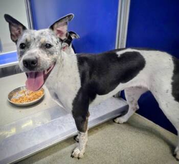 Rescue Cattle Dog and Pit Bull Terrier Dogs for Adoption in Beatrice, Nebraska - London | PetCurious